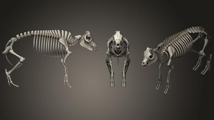 Anatomy of skeletons and skulls (ANTM_0936) 3D model for CNC machine